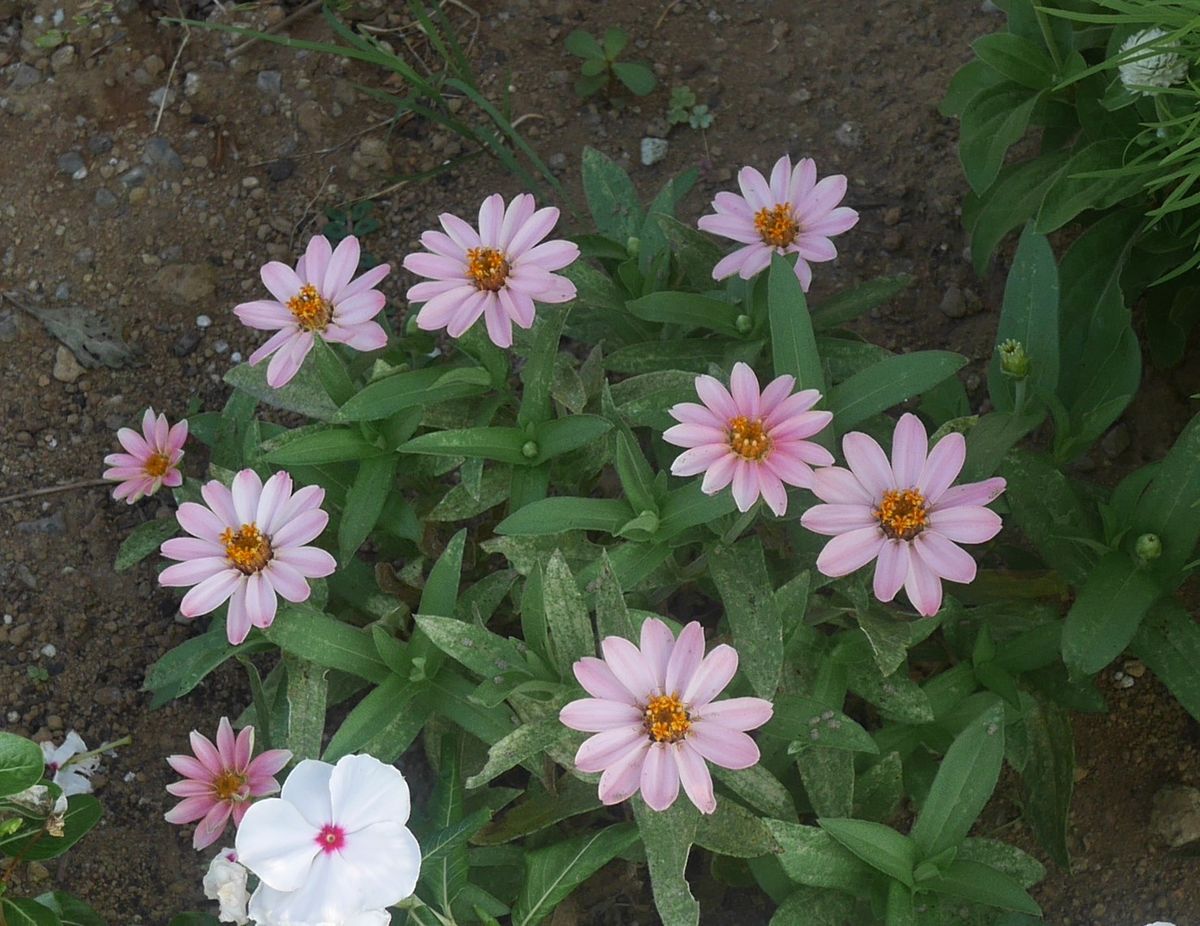 自家採種　ジニア　綺麗な花を見させて どの株にも10個程花が咲いています