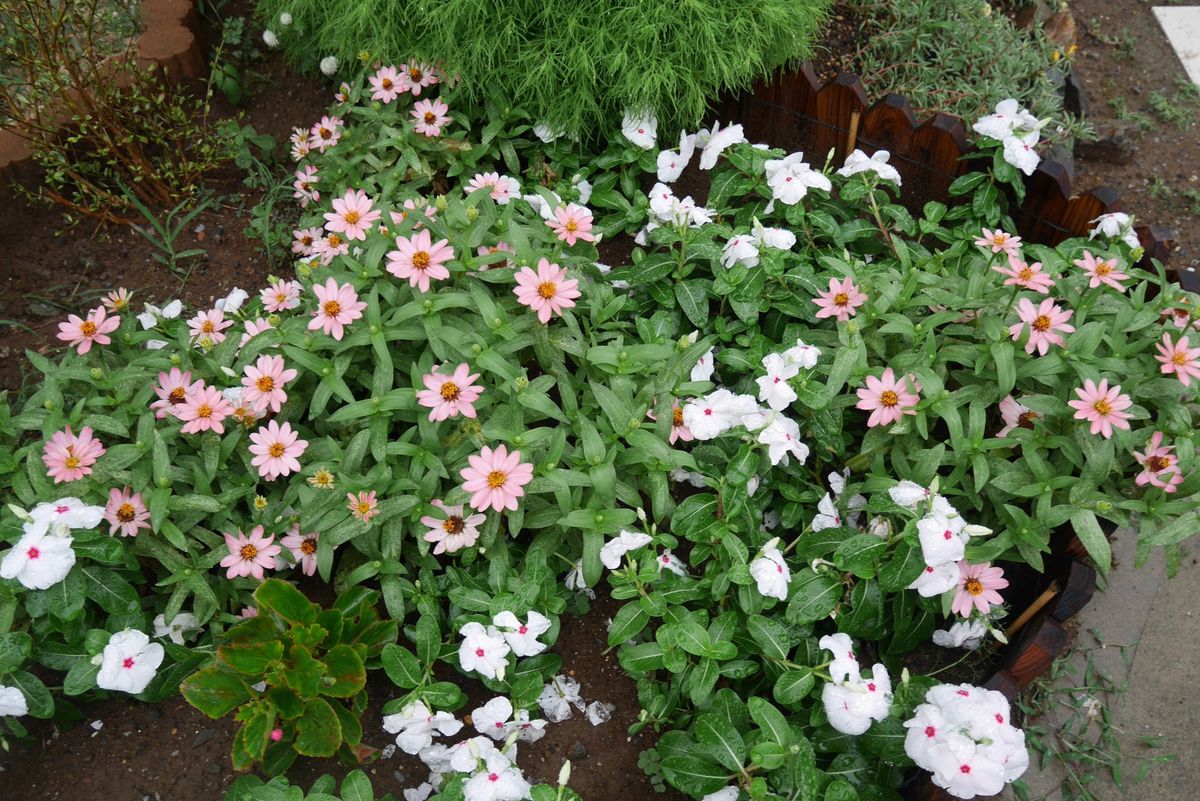 自家採種　ジニア　綺麗な花を見させて ニチニチソウとの混植で咲き競っています