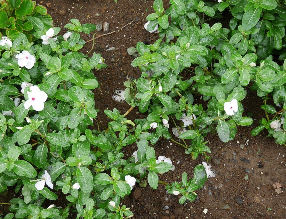 自家採種　ジニア　綺麗な花を見させて 枯れてしまいました