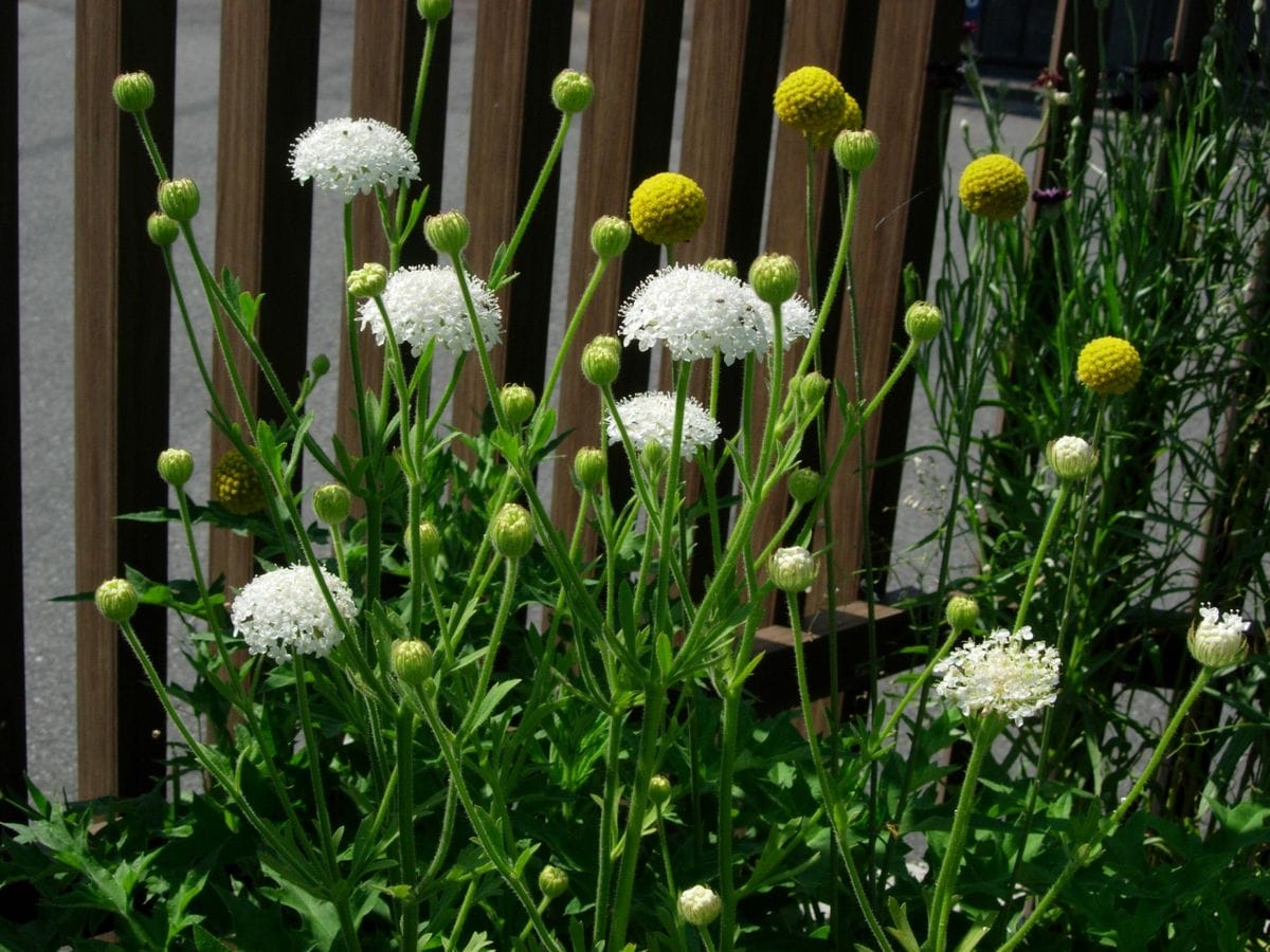 タネから・・寒さに耐えて！ディディスカス ５月半ば　白花も咲きました！