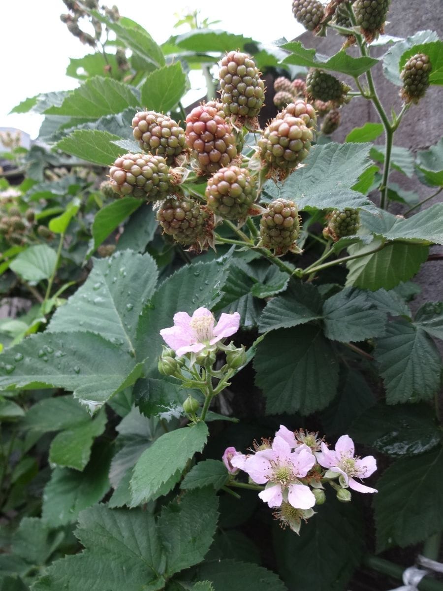 ブラックベリー　ヨーグルトと美味しいよ(^o^) まだ　花も咲いています