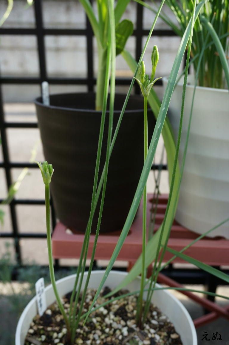 ミラ・ビフロラを育ててみる 花茎が伸びて…