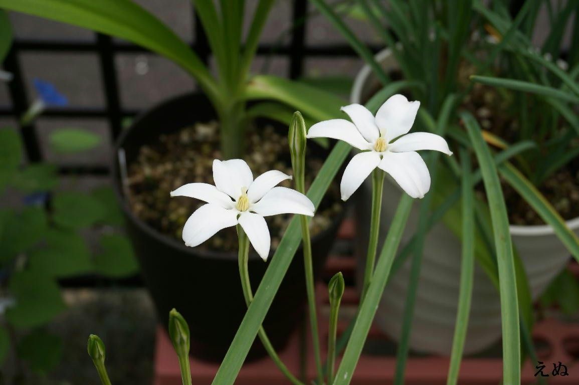 ミラ・ビフロラを育ててみる 開花しました！