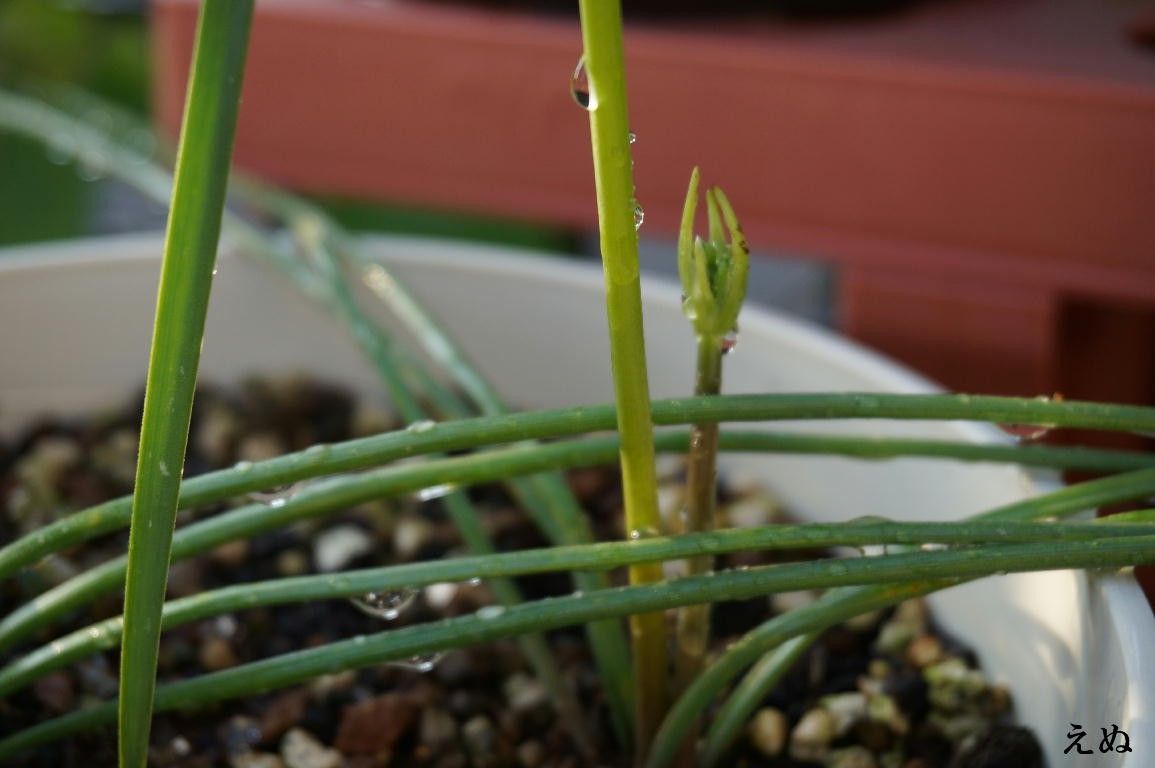 ミラ・ビフロラを育ててみる また花茎が！