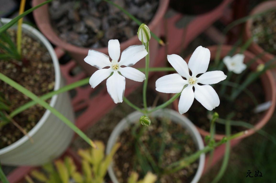 ミラ・ビフロラを育ててみる ２番花が咲きました