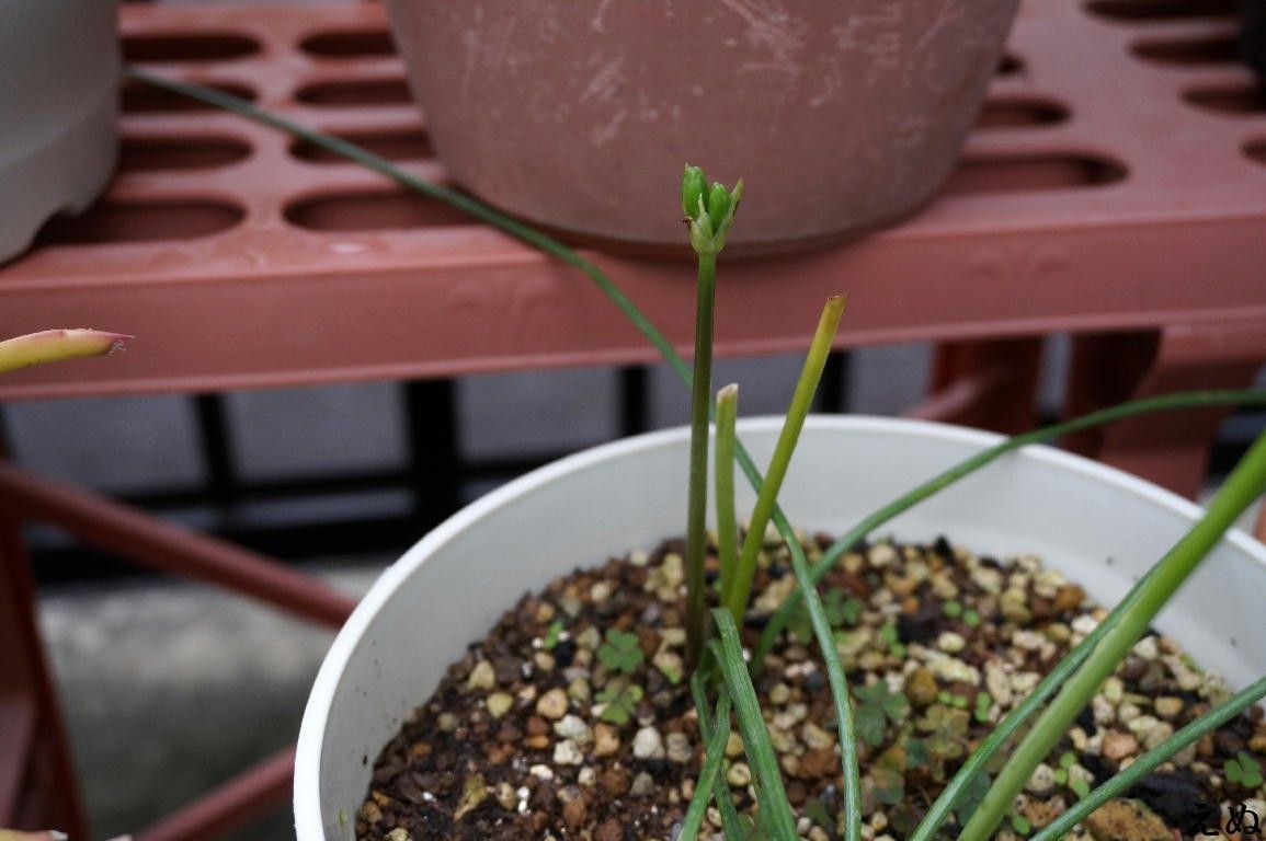 ミラ・ビフロラを育ててみる ３本目の花茎