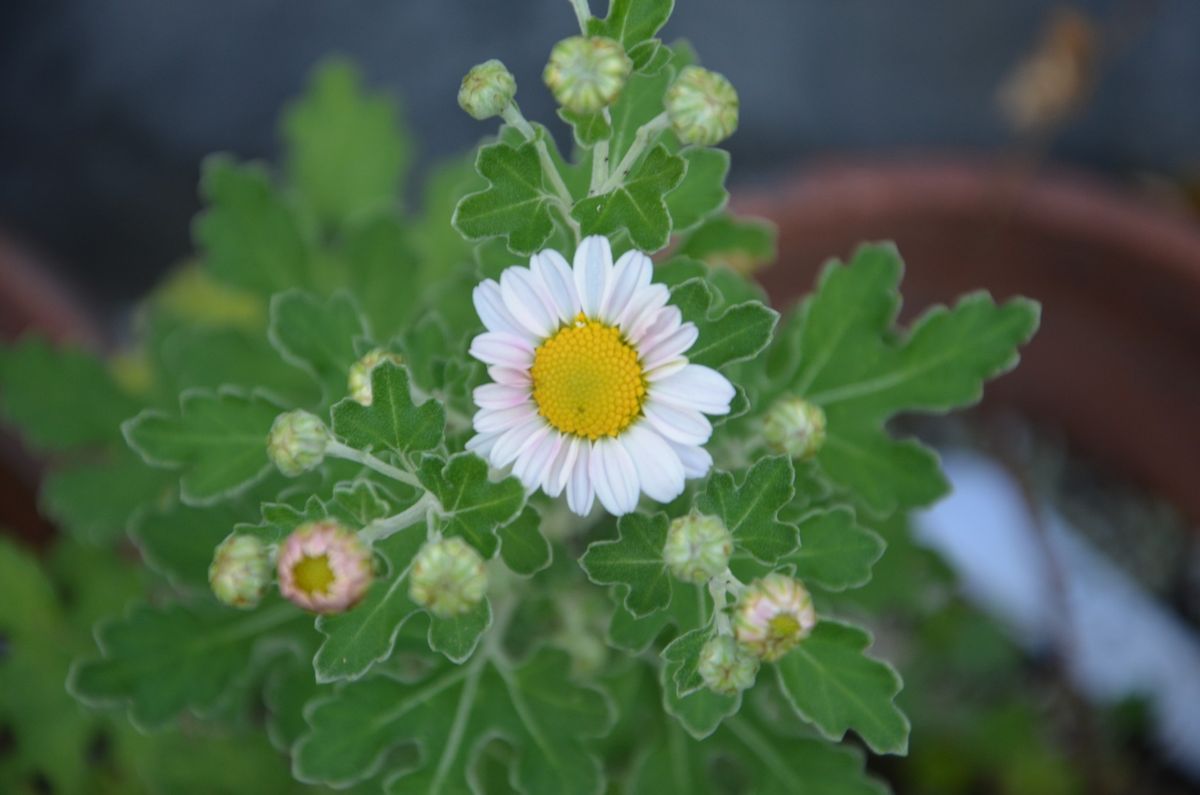 ノジギクを育てる 花が咲きました