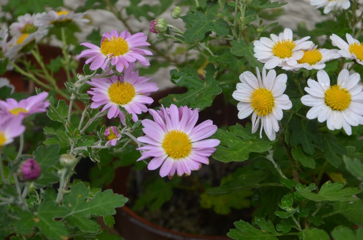 ノジギクを育てる ピンクの花も咲きました