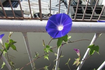 変化朝顔育てています。　その１ 7/11 親木の花が咲きました。