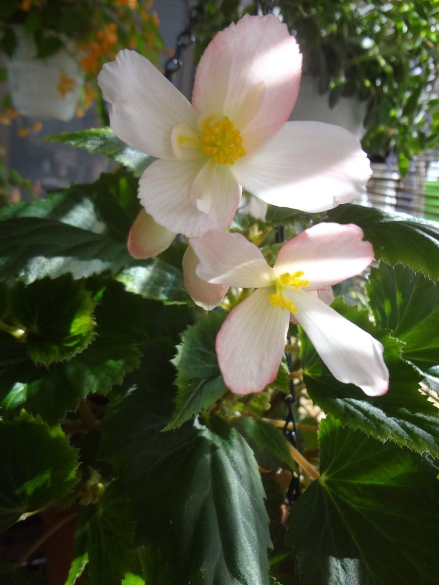 ペンデュラ　２０１６ 花が咲いた