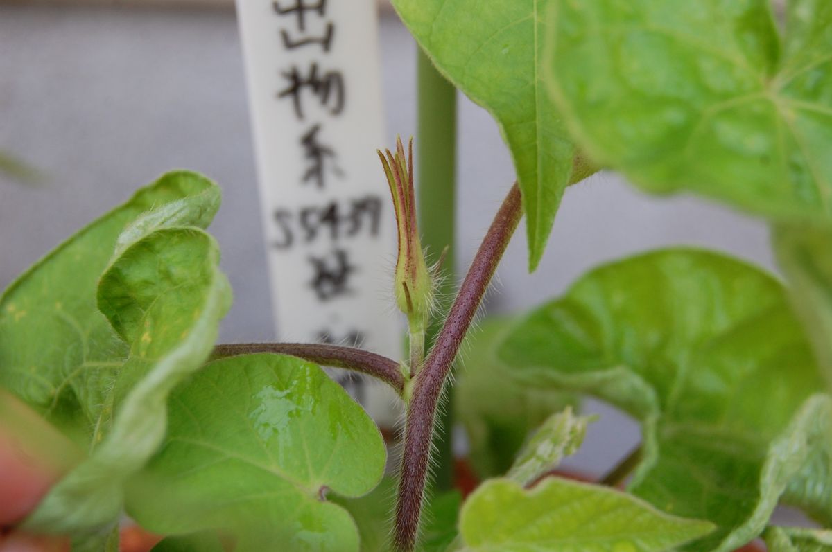 ワクワク、ドキドキ。変化アサガオの開花 蕾が見えました！