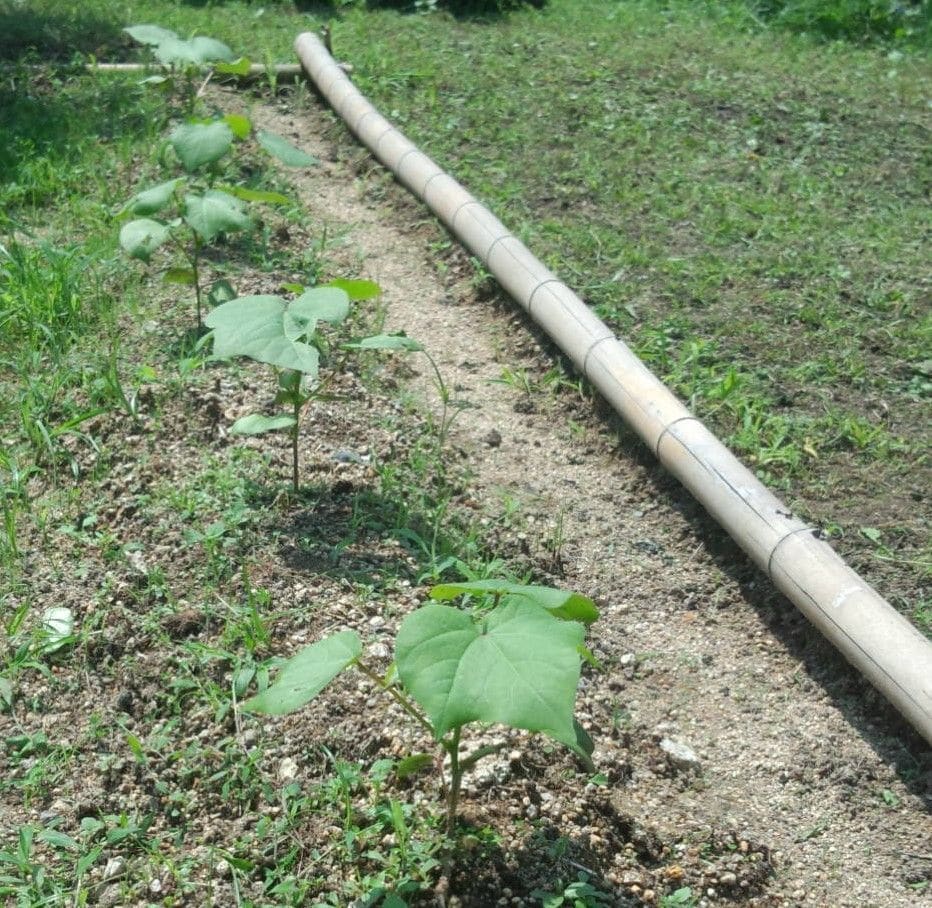 綿を育てて座布団を作りたい 無事活着グングン育っています