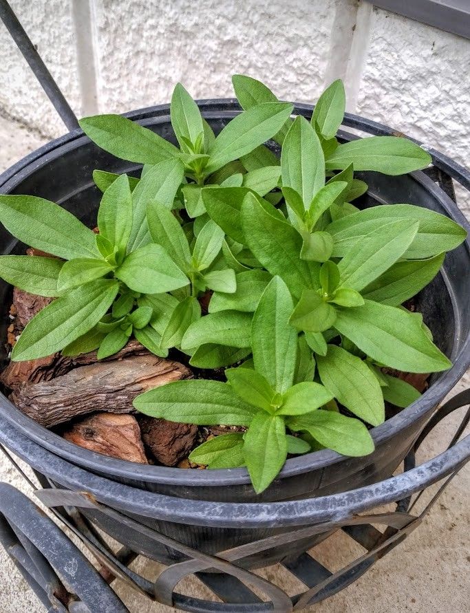 ホットチェリー 植え替えてからだいぶ育っています