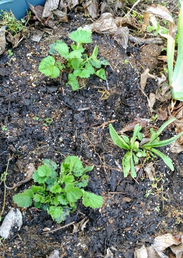 まつむしそう　その後 花壇の苗が新芽が出ています