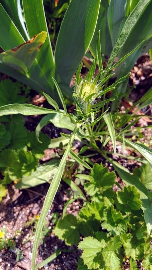 まつむしそう　その後 花壇の苗に花芽が出てました