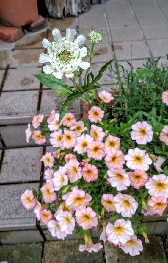 まつむしそう　その後 とりあえず　開花！