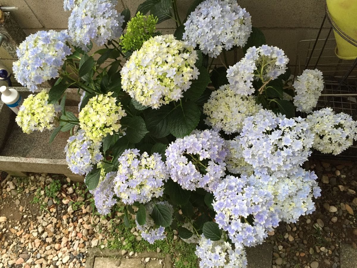 アジサイ万華鏡開花 万華鏡その3