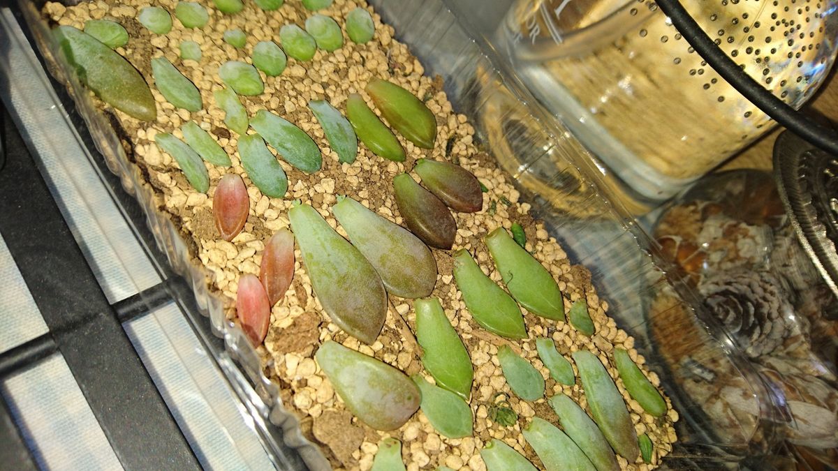 初めての多肉植物寄せ植え 2016.6.14 水やり