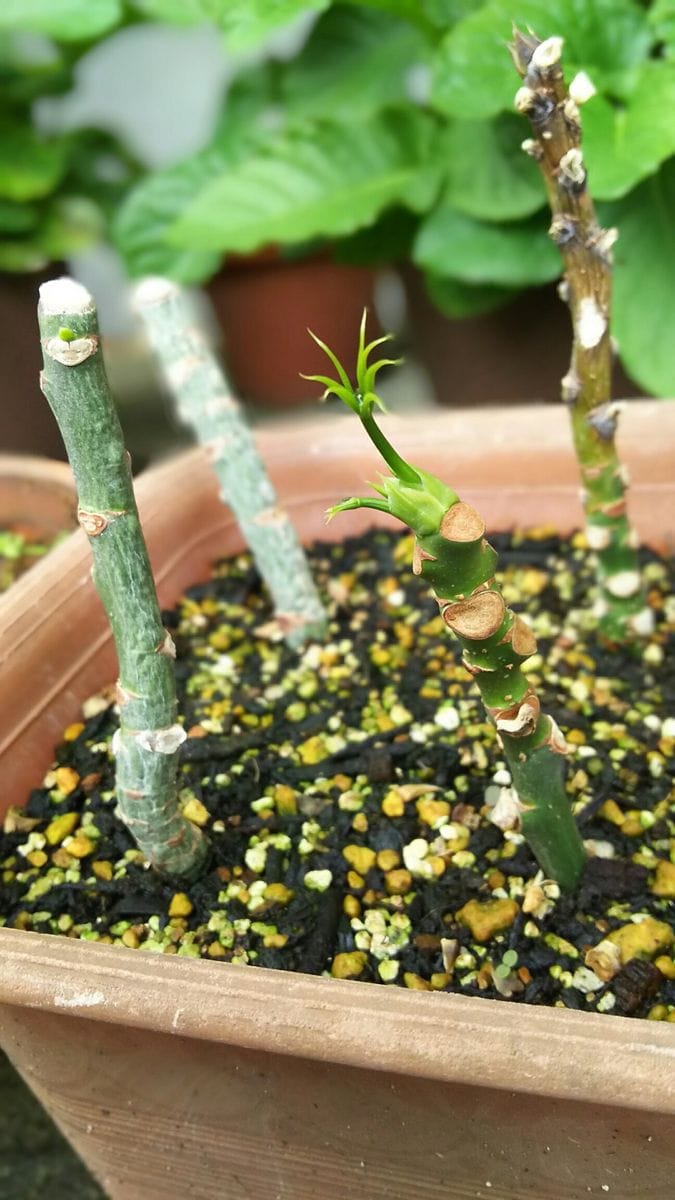 パキラを挿し木で増やしてみる 芽が動き始めました