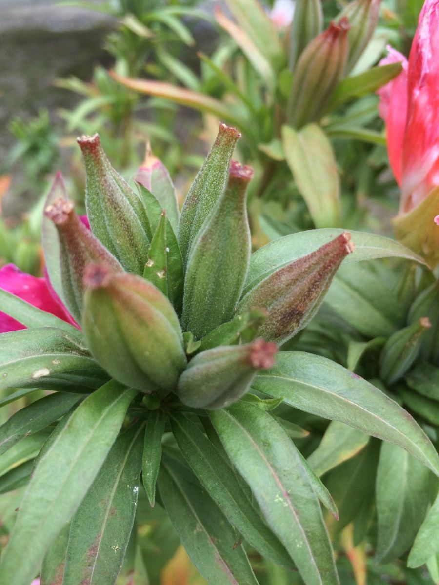 ゴデチャを仏花として育てました 花がらを摘んだ後