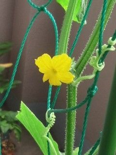 キュウリ　初めて野菜に挑戦 花