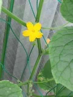 キュウリ　初めて野菜に挑戦 花