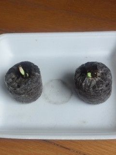 キュウリ　初めて野菜に挑戦 発芽