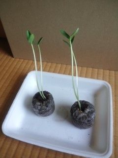 キュウリ 初めて野菜に挑戦 もやし