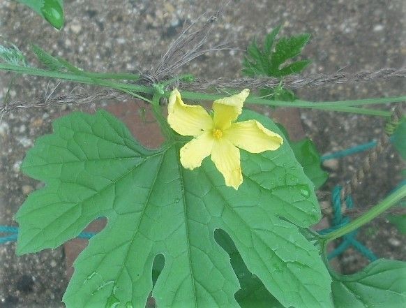 きゅうゴーカーテン ゴーヤーの開花