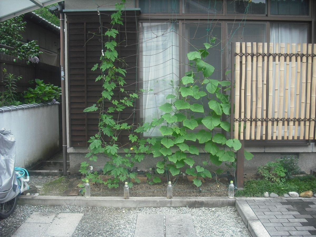 きゅうゴーカーテン 0630今日のカーテン