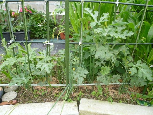 西瓜、空中栽培 地植え