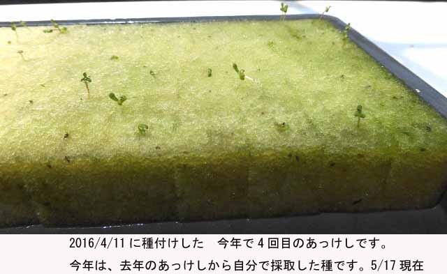 4回目の　あっけし 種付け4日目の発芽