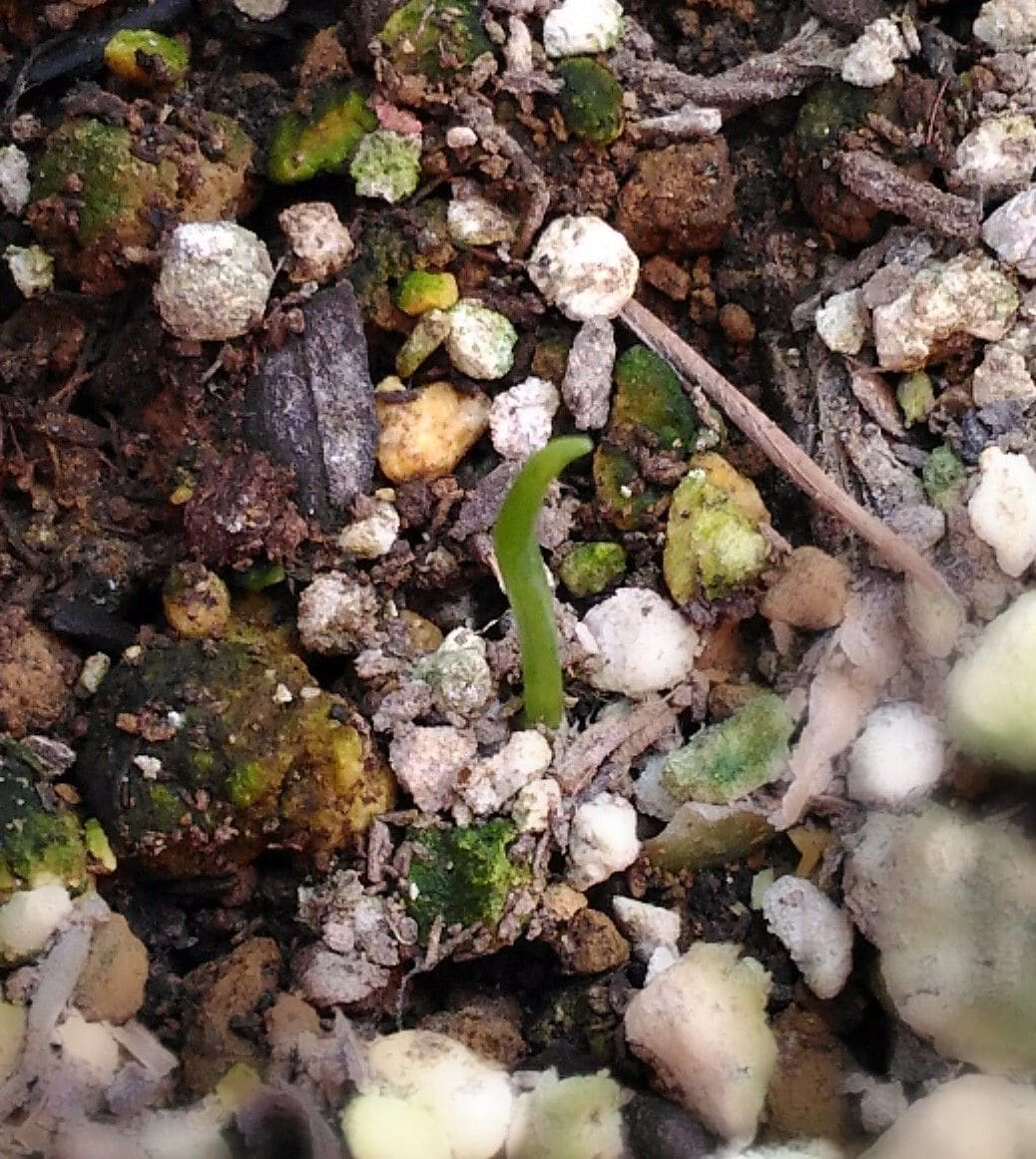 アルブカの鱗片挿し 芽が２㎝に