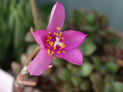 アナカンプセロス　桜吹雪 閉鎖花はイヤだ！