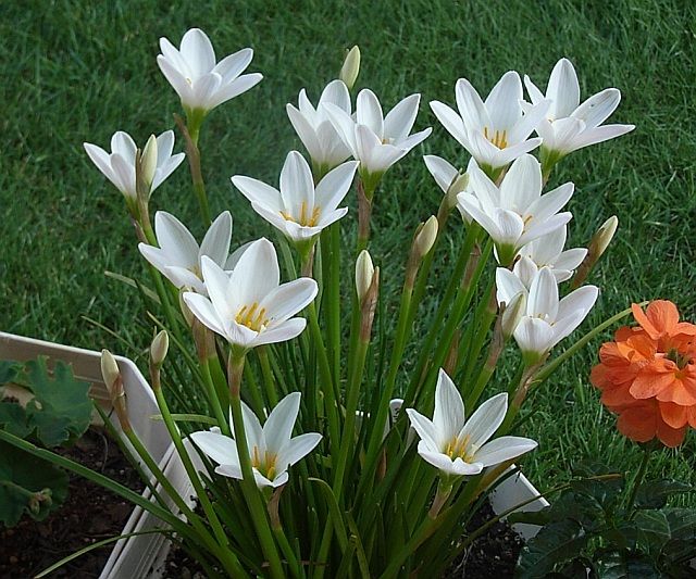 白く浮かぶ花 タマスダレ そだレポ 栽培レポート By早咲 みんなの趣味の園芸