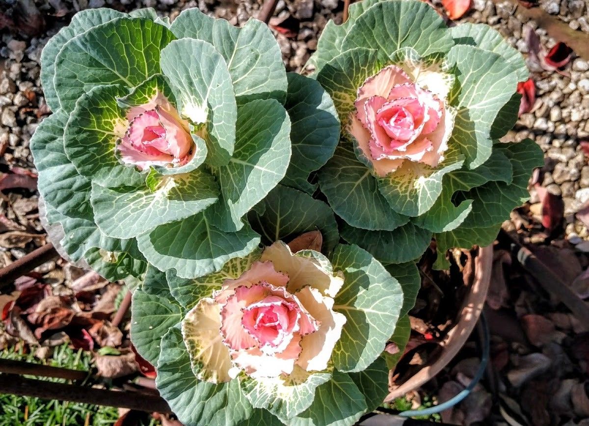 スノー　アンブレラ バラ色の花生💗