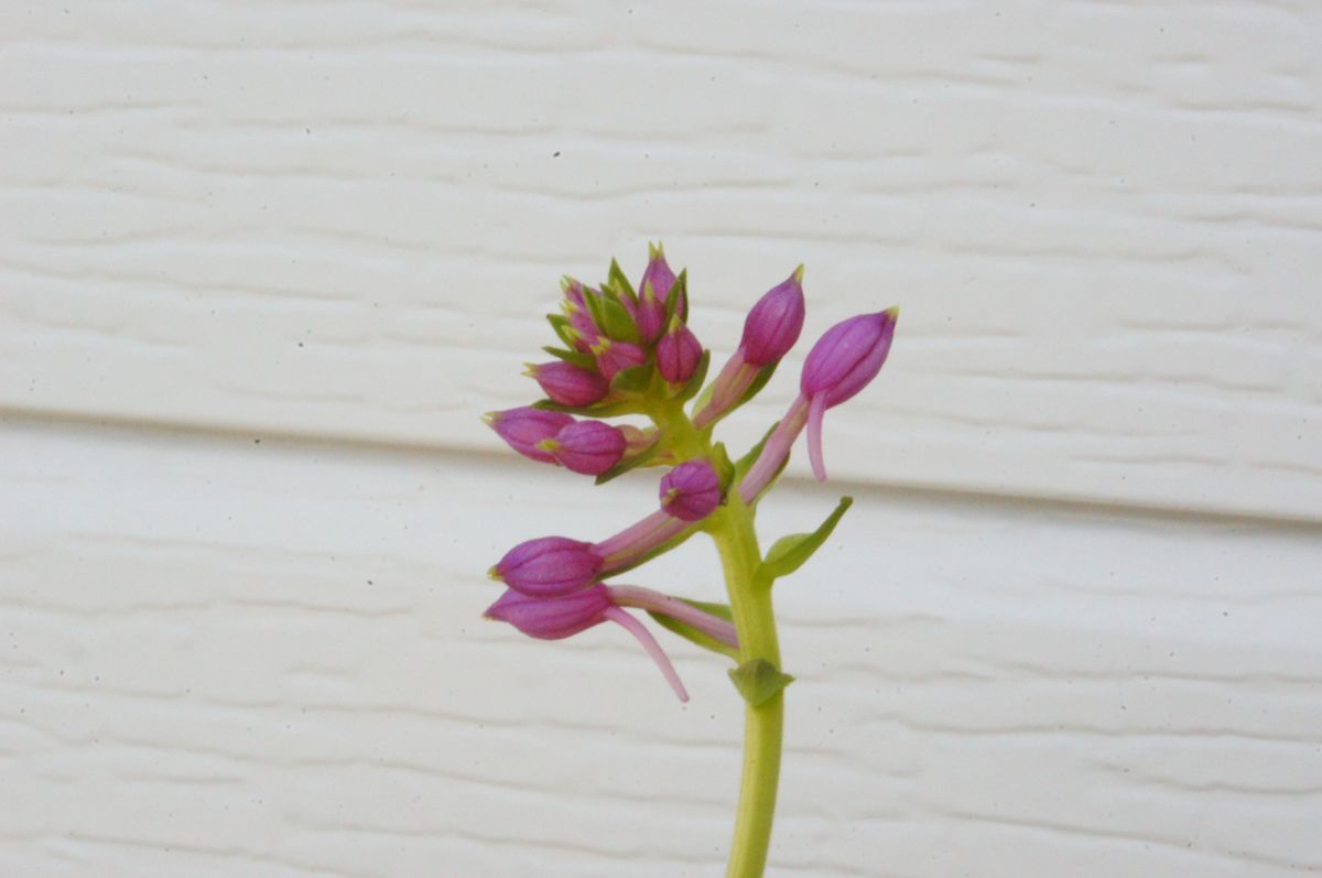 憧れのランを入手はしたものの・・・！！！ リュウキュウエビネの花の蕾です。