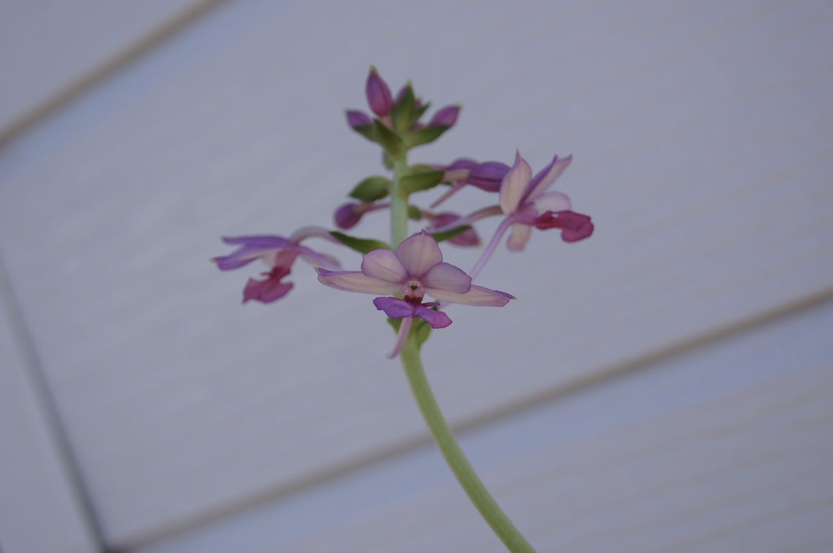 憧れのランを入手はしたものの・・・！！！ 開花し始めました