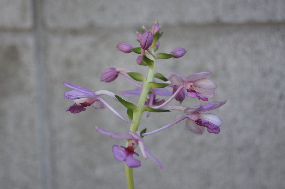 憧れのランを入手はしたものの・・・！！！ 次々開花(^_-)-☆