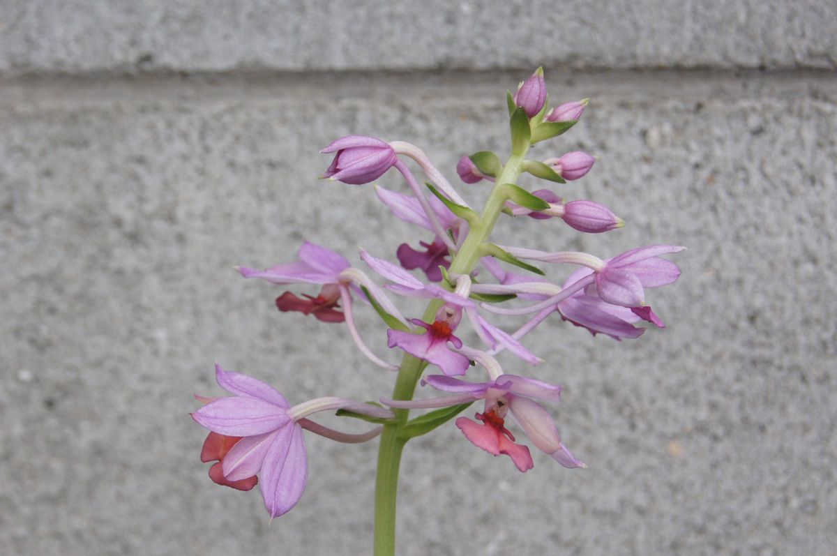 憧れのランを入手はしたものの・・・！！！ 下の花弁（舌）に変化が・・・。