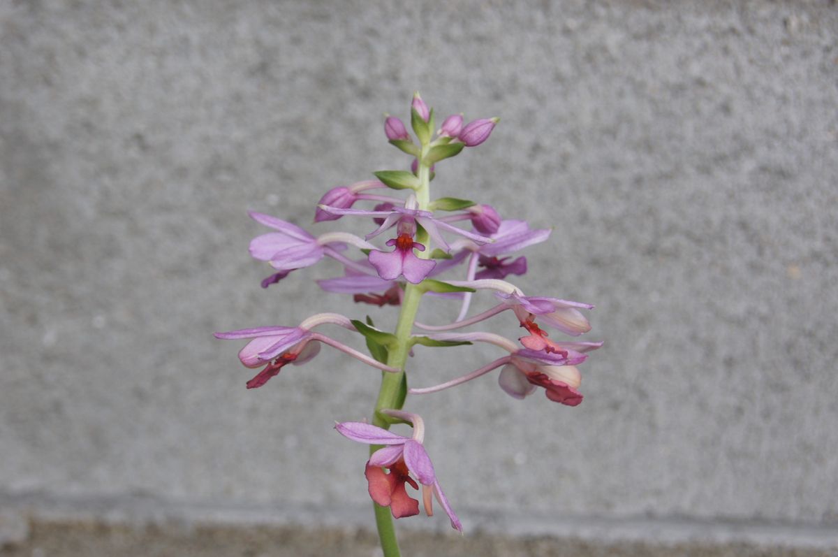 憧れのランを入手はしたものの・・・！！！ 花たちよ、一つも落ちないで！