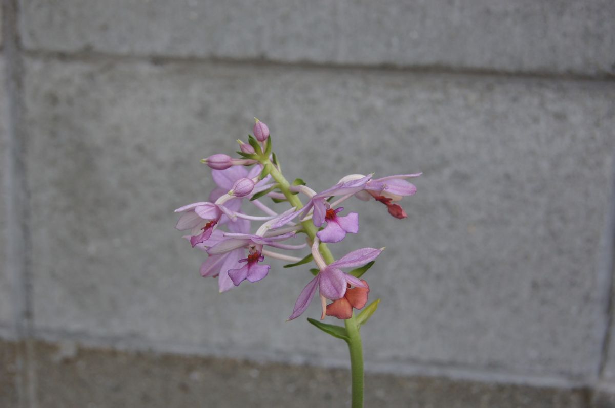 憧れのランを入手はしたものの・・・！！！ １１輪目開花！