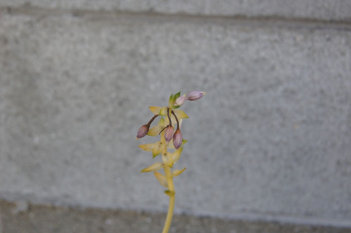 憧れのランを入手はしたものの・・・！！！ 蕾は蕾のままで・・・終わるかも！