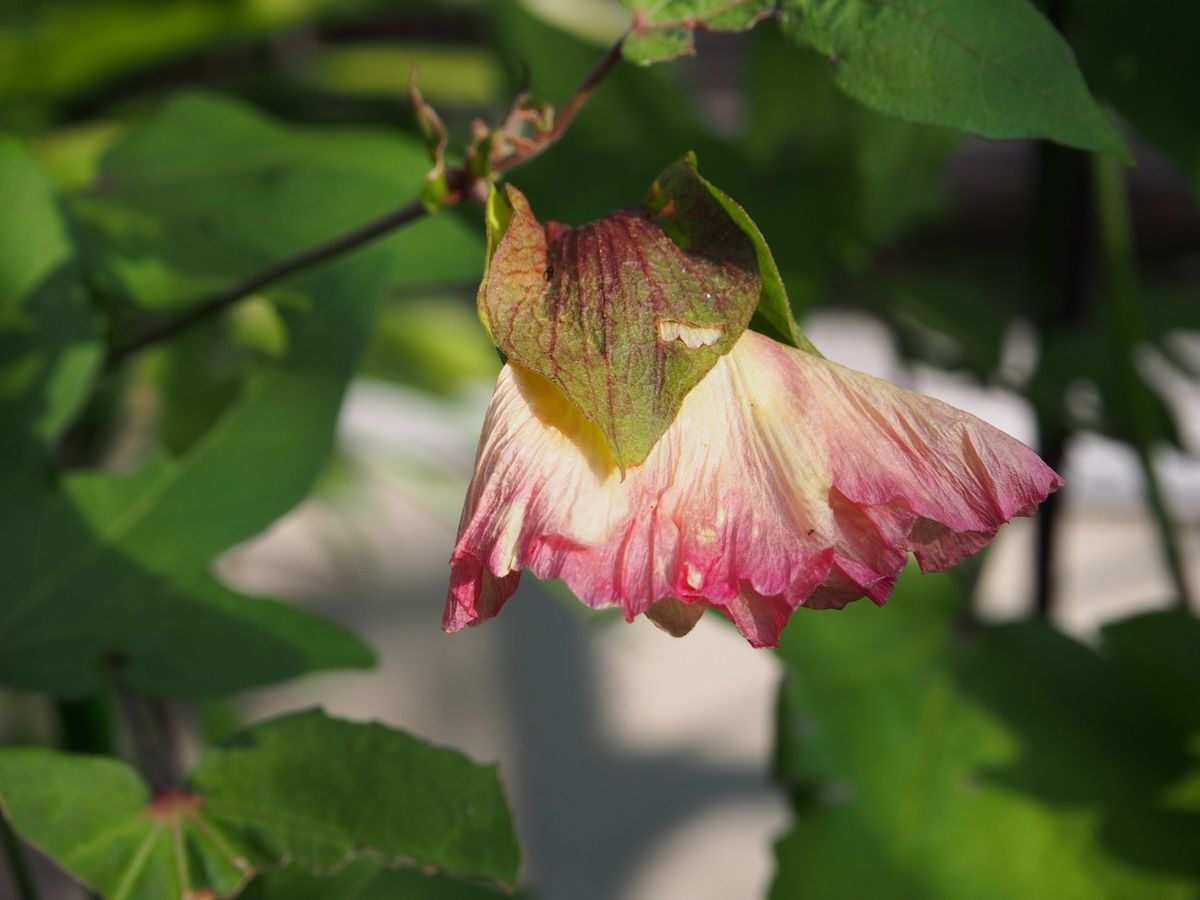 はじめてのワタ 花柄は色変わり！