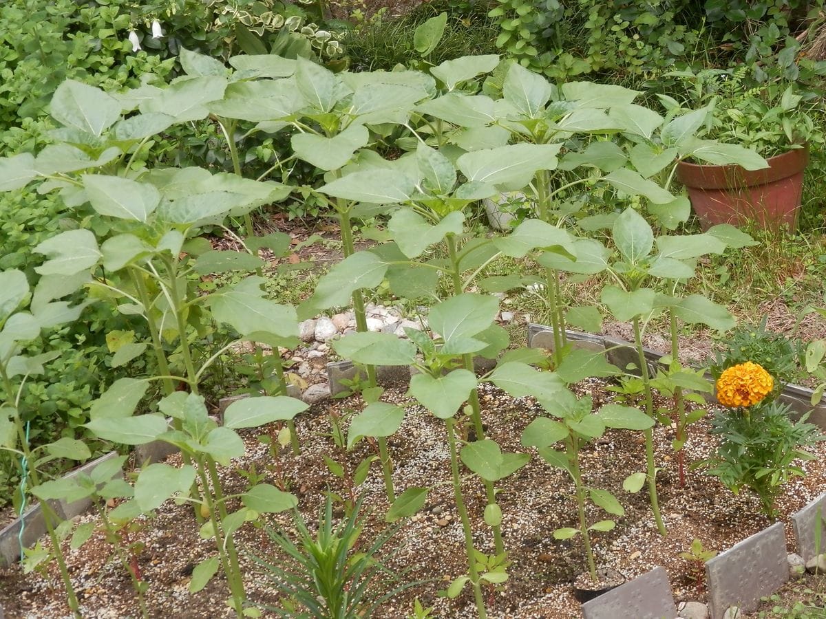 種を採るヒマワリの栽培～「春りん蔵」続編 ヒマワリの花壇～全貌