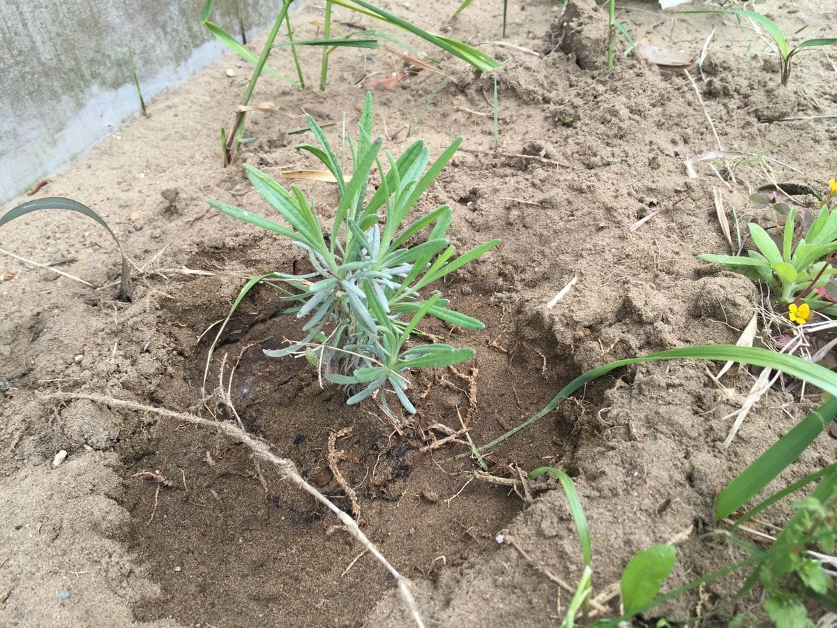 グロッソ？(多分)の挿し木 2017/05/9 植え替え