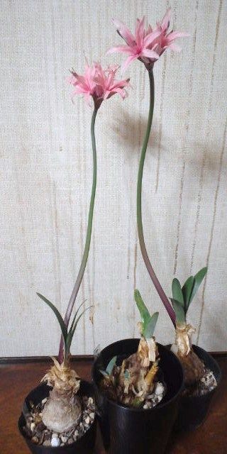 球根からネリネを育てます。 開花しました。