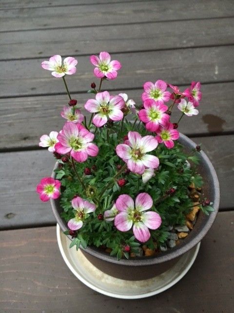 雲間草は一年草？ 苗を植え付けました