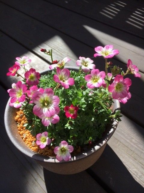 雲間草は一年草？ 順調に育ってます