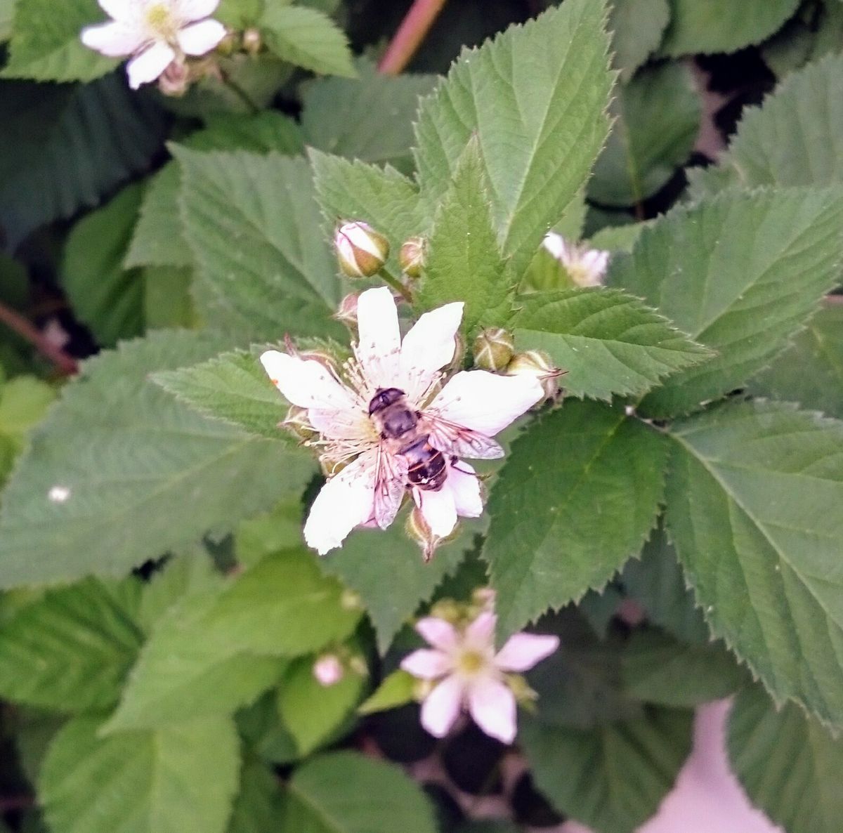 続・見た目に憧れて 開花